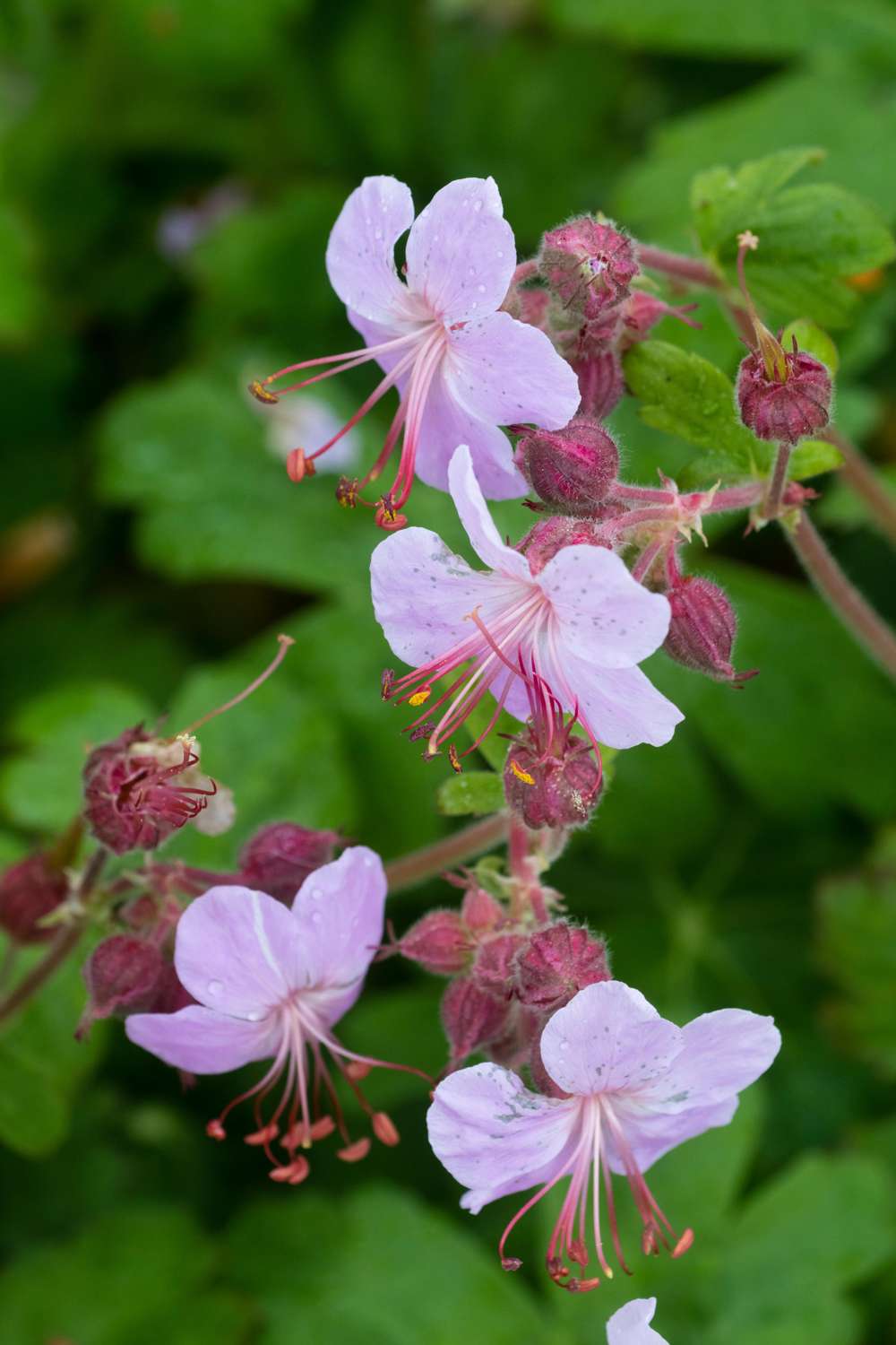 Storkenæb 'Ingwersen's Variety'